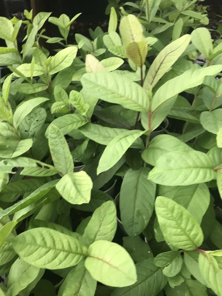 Guava Tree With Pot 10” Tropical Live Plant Pink Guava Fruit Tree Ready To Plant