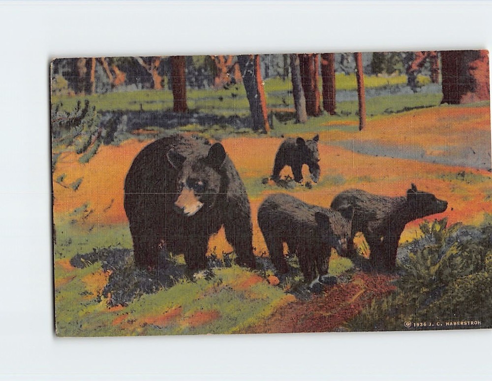 Postcard Mother Bear And Her Three Cubs In Yellowstone National Park Wyoming USA