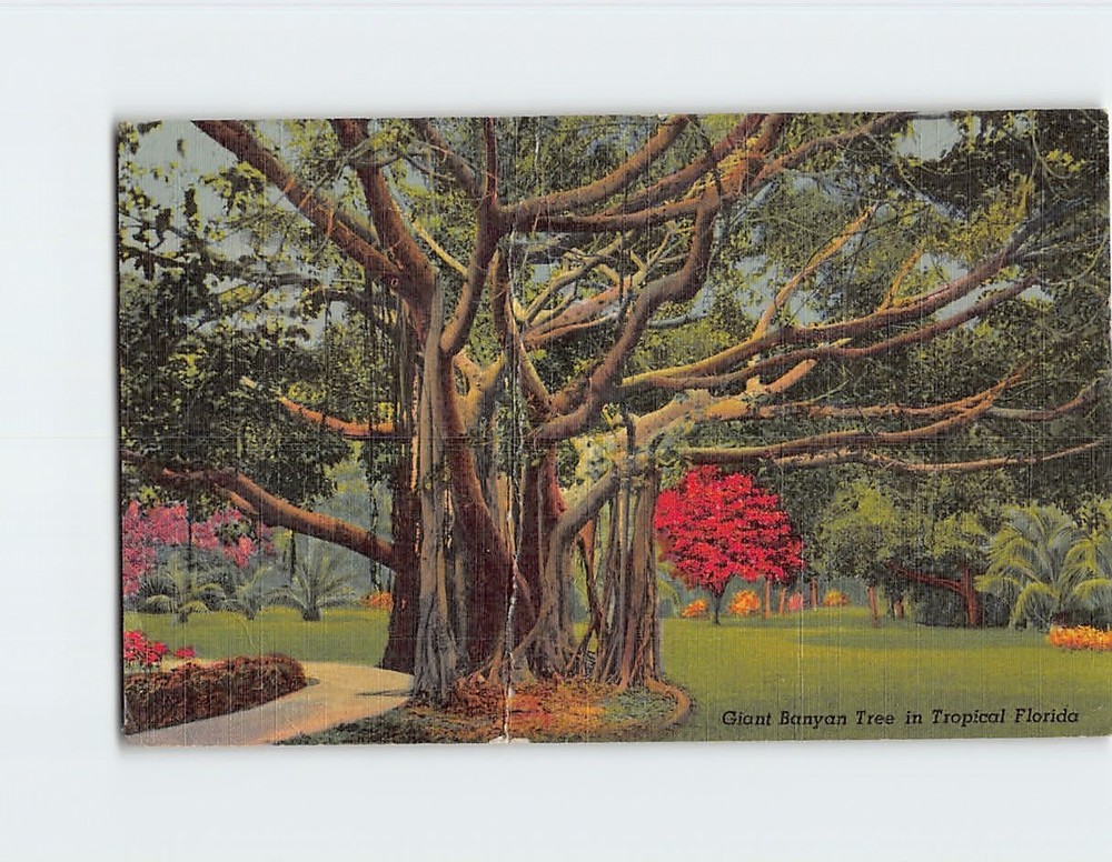 Postcard Giant Banyan Tree in Tropical Florida USA
