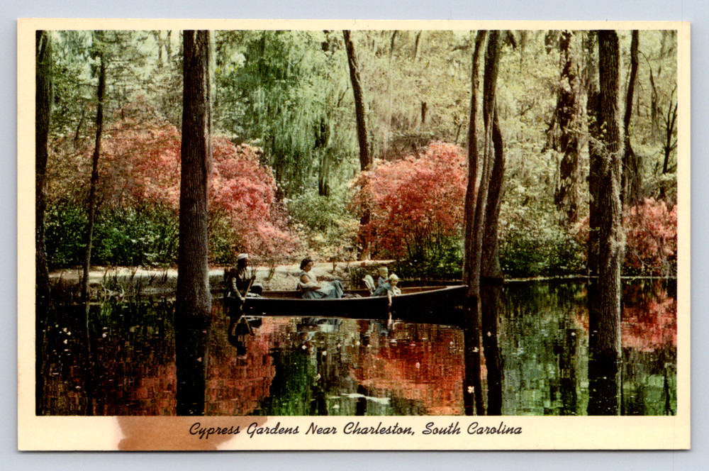 Vintage Postcard Cypress Gardens Charleston South Carolina