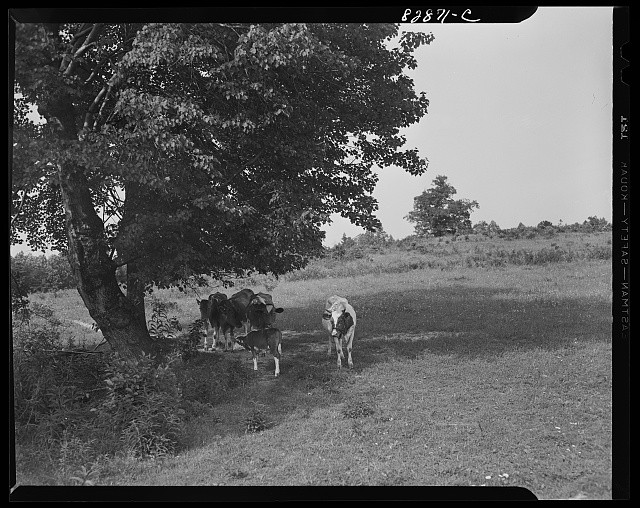 Photo:1935 1940s Cattle Under Tree Pasture Rural Farm Scene