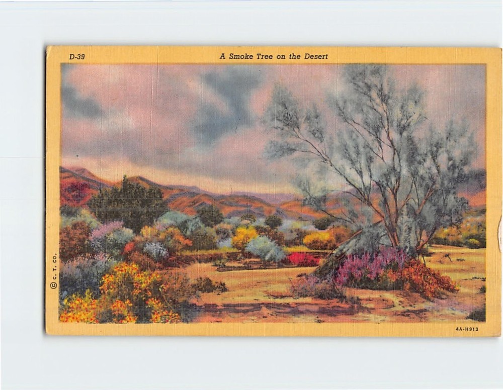 Postcard A Smoke Tree on the Desert