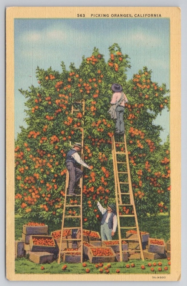 Vintage Linen Postcard Picking Oranges California Curt Teich Posted 1940s