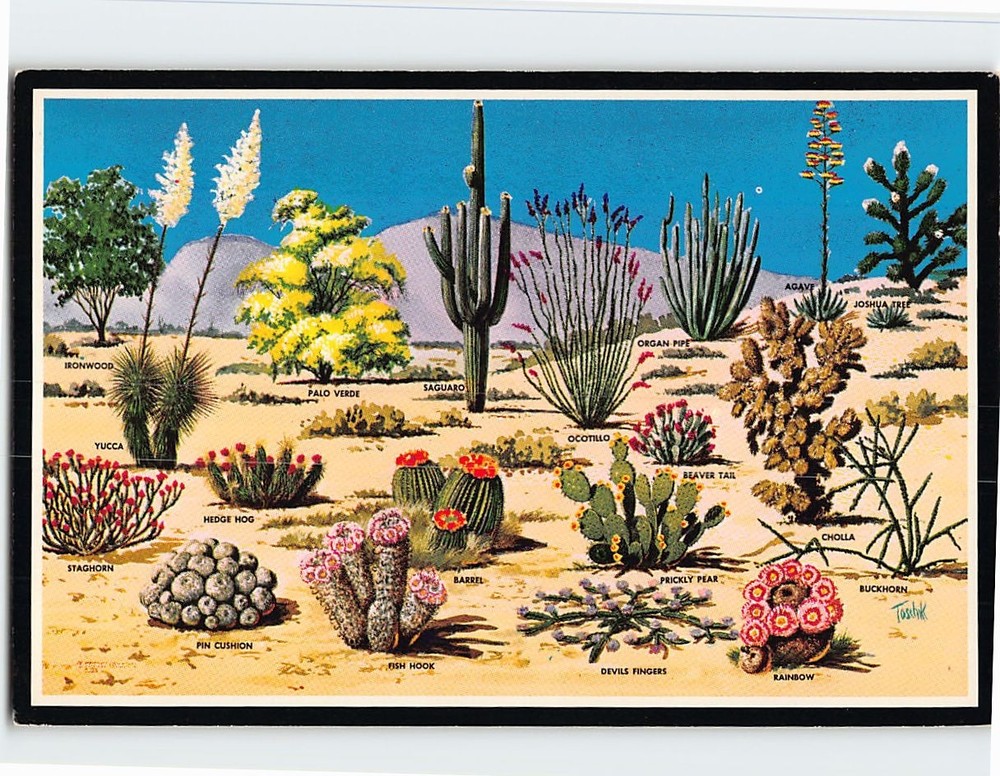 Postcard Cacti And Desert Flora Of The Great Southwest USA