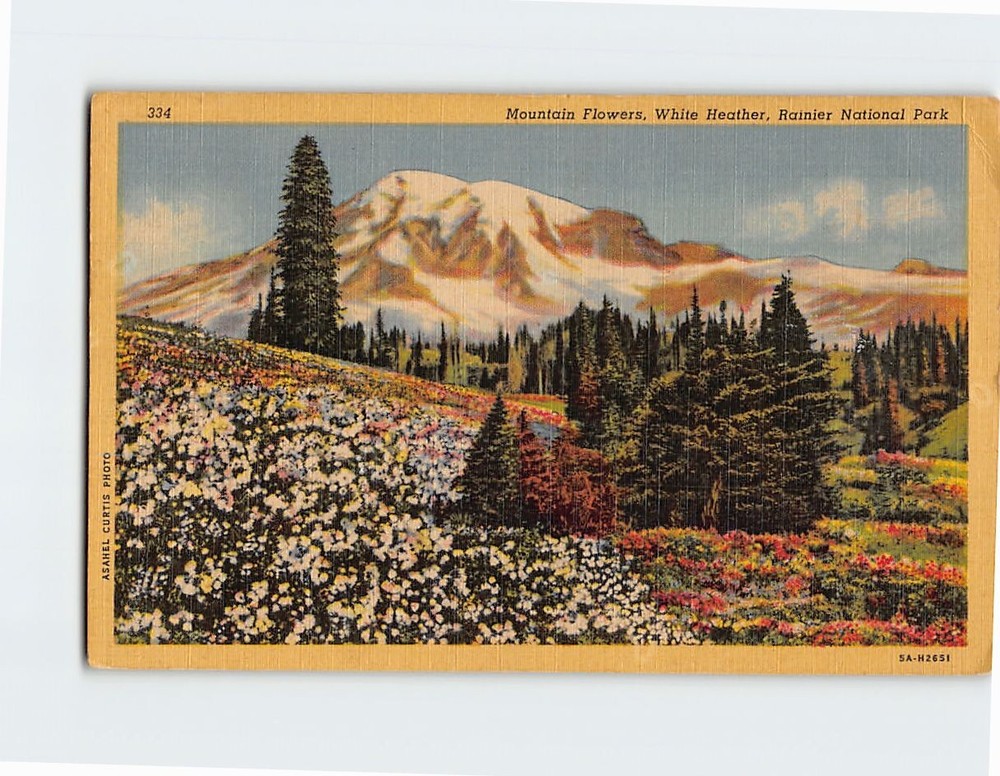 Postcard Mountain Flowers White Heather Mt. Rainier National Park Washington USA