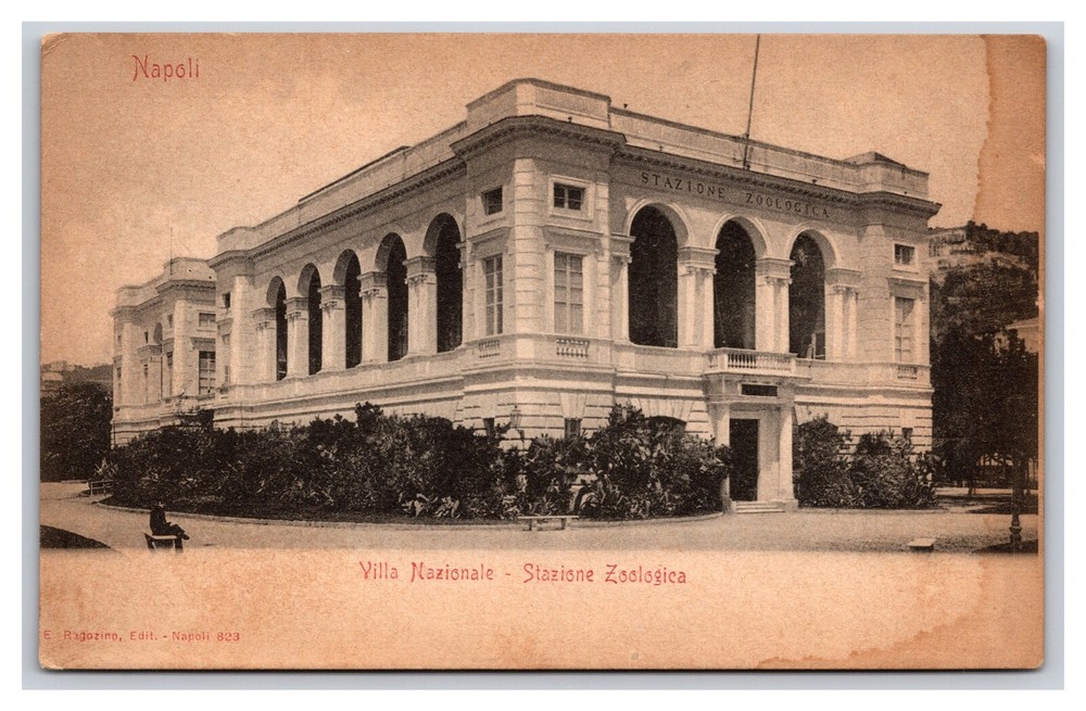 Vintage Early 1900s Naples Zoological Station Italy Undivided Back RPPC