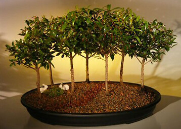 Cherry Bonsai Tree Live 7 Bush Forest Group Indoor Eugenia Myrtifolia 8