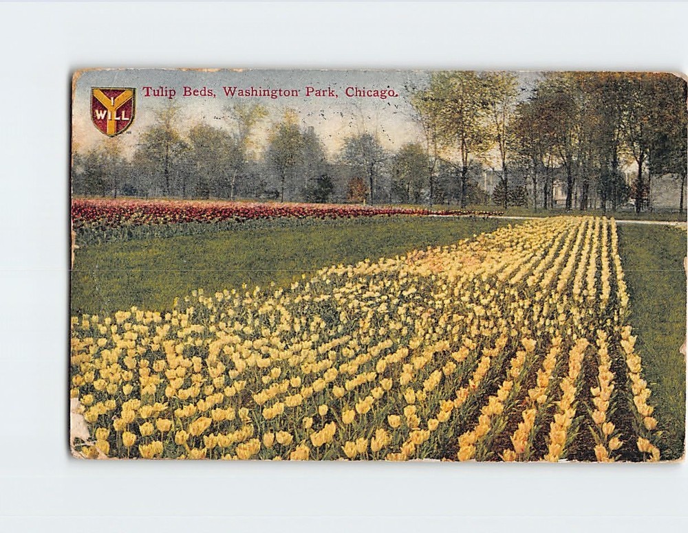 Postcard Tulip Beds Washington Park Chicago Illinois USA