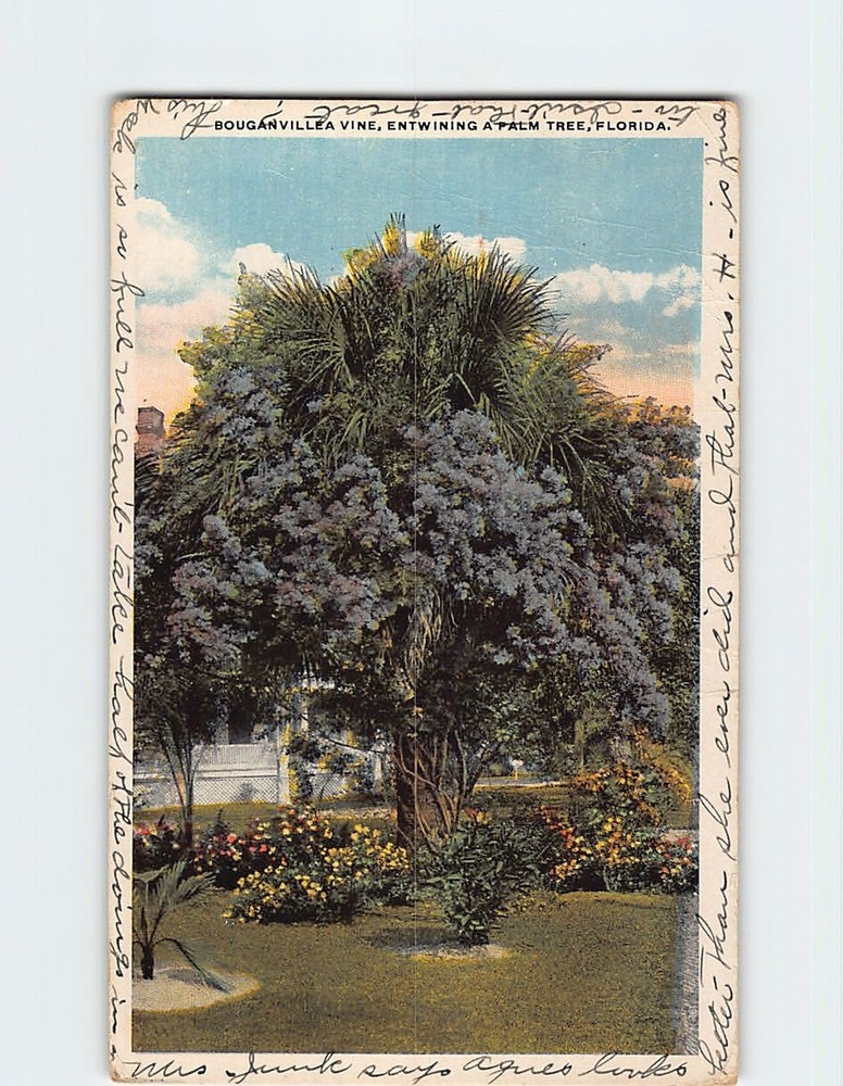 Postcard Bouganvillea Entwining A Palm Tree Florida USA