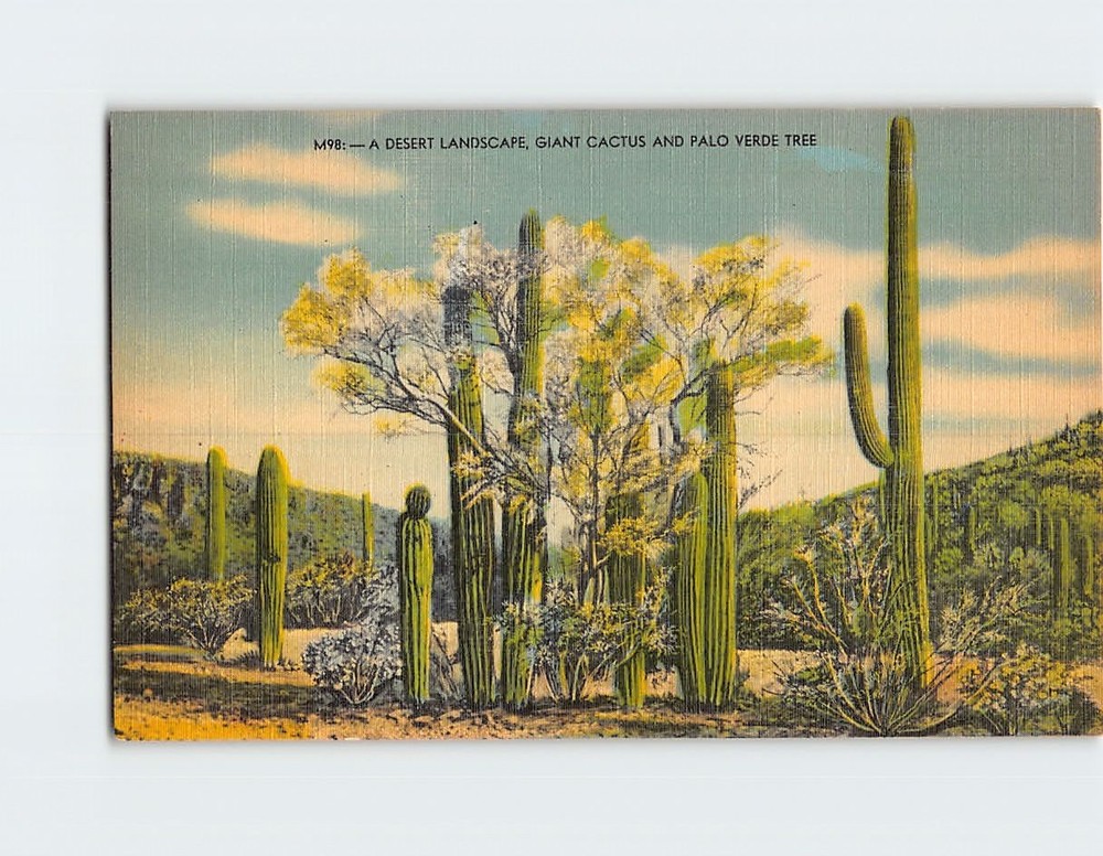 Postcard A Desert Landscape Giant Cactus and Palo Verde Tree USA