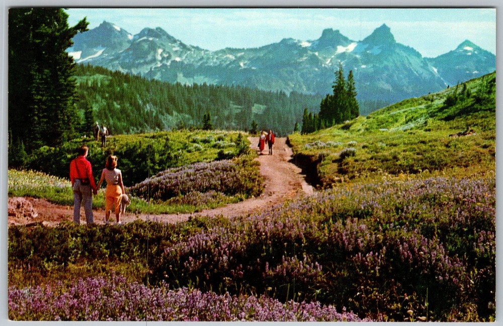 Vtg Postcard Paradise Inn Trails Mount Rainier National Park, WA 1950s