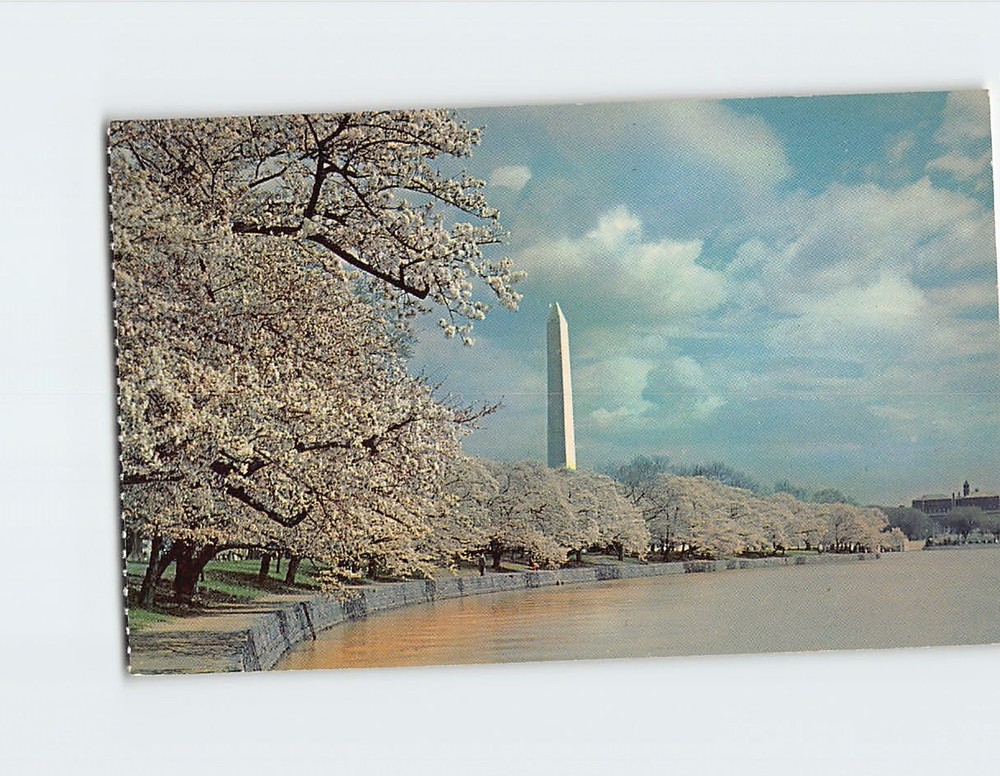 Postcard Washington Monument & Cherry Blossoms Washington DC