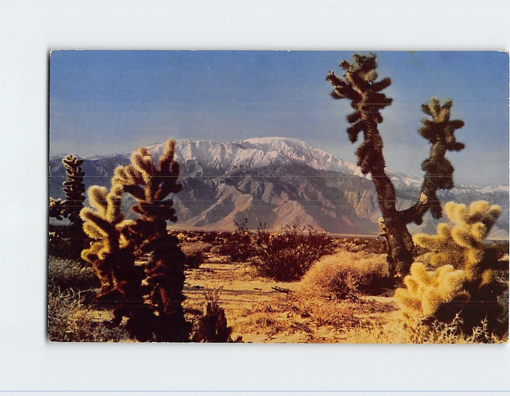 Postcard Desert Cactus