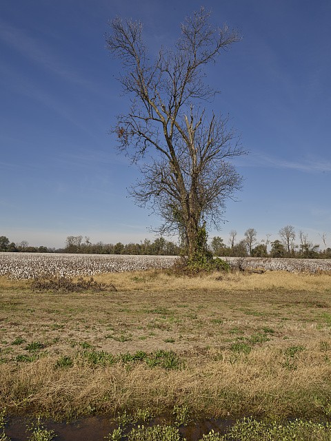 Photo:Marks Mississippi 2017 Bare Tree in Field Cotton Field