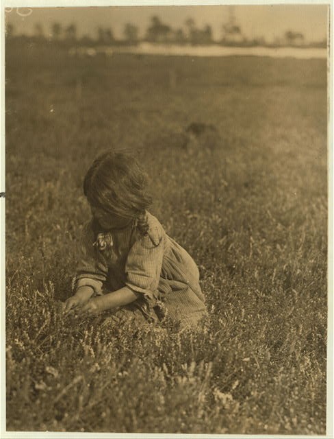 White's Bog Brown Mills,New Jersey,Berry Pickers,Lewis Wickes Hine,1910,4