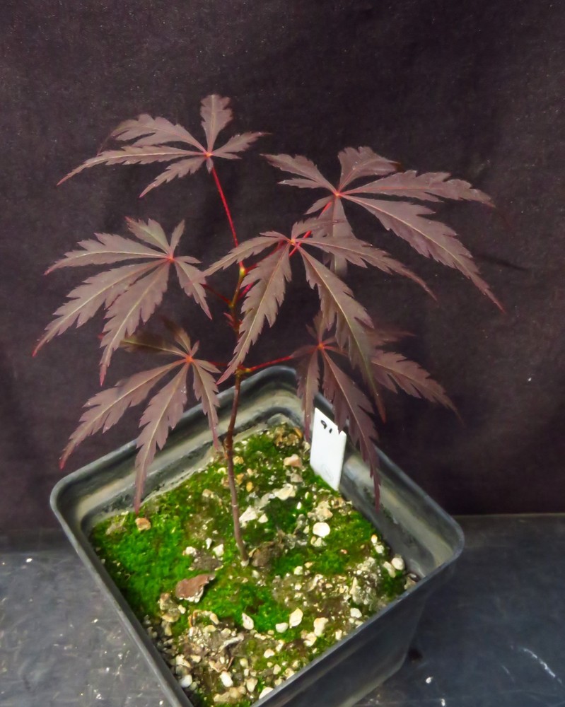 Seed-Grown Acer Palmatum 'Burgundy Lace' Red Leaf Japanese Maple Tree 7