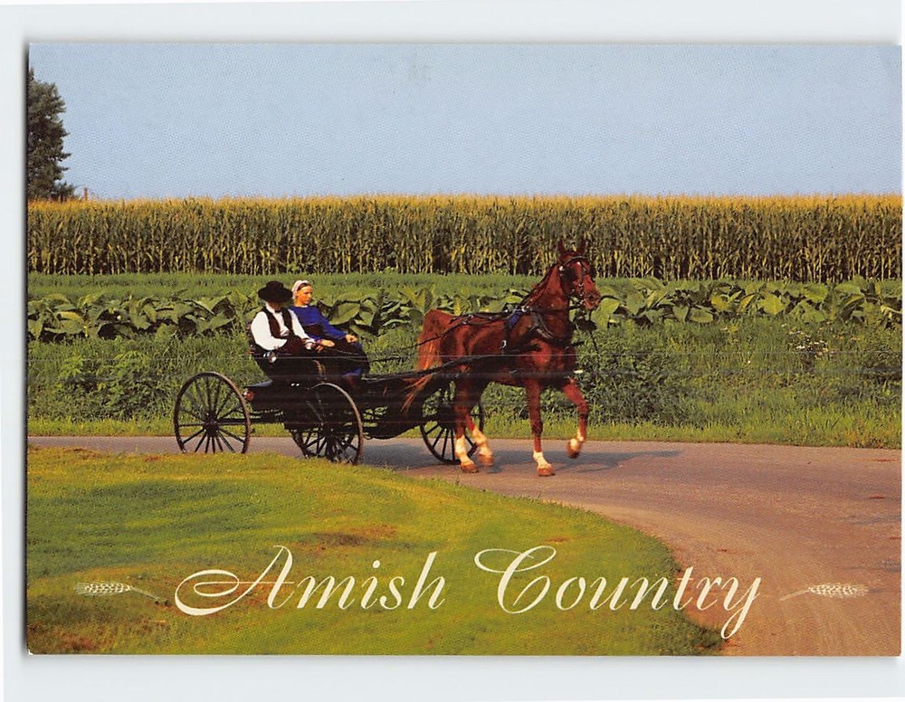 Postcard Amish Riding Horse & Buggy Amish Country Pennsylvania USA