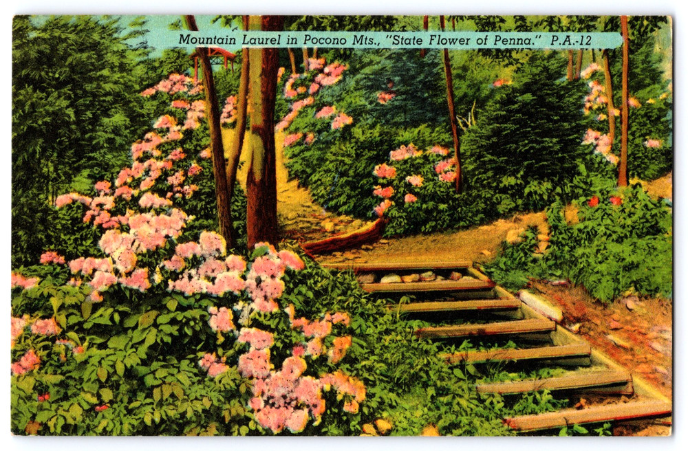 Vintage Postcard State Flower Of Pennsylvania Mountain Laurel Pocono Mountains