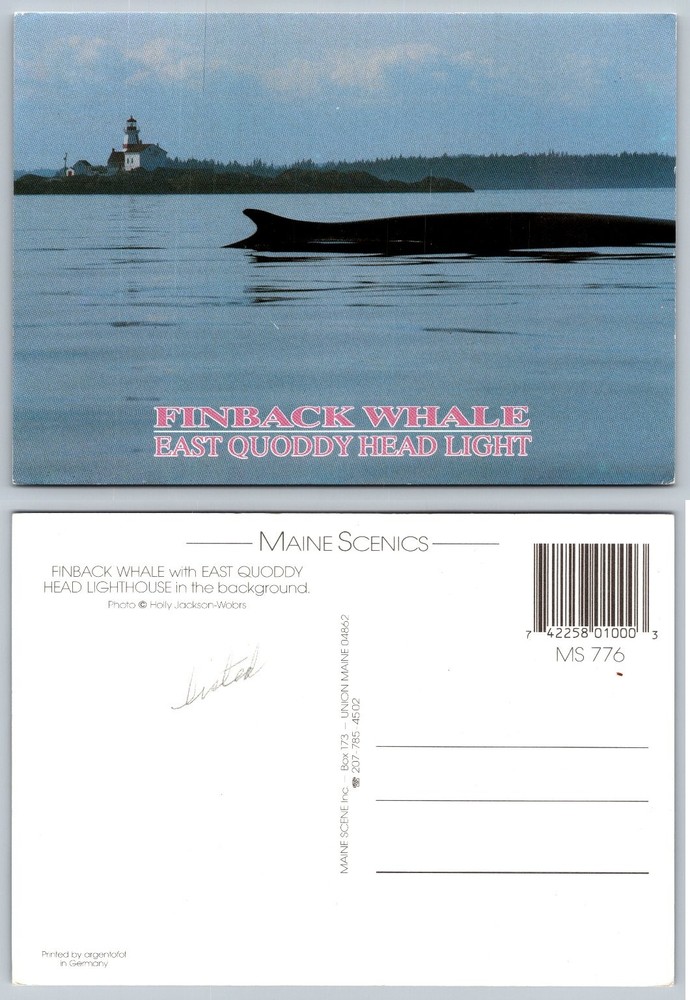 Maine Finback Whale & East Quoddy Head Light Lighthouse Scenic Postcard