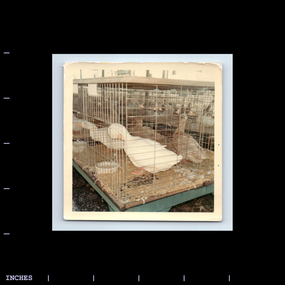 Square Color Photo BIRDS IN CAGES