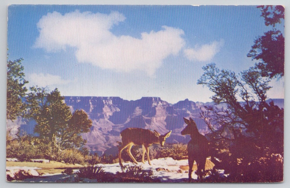 Vintage Grand Canyon Arizona Deer Wildlife Scenic Kodachrome Postcard