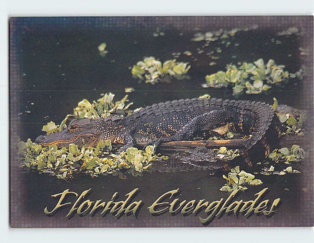 Postcard Alligator basking in the sunshine Florida Everglades Florida USA