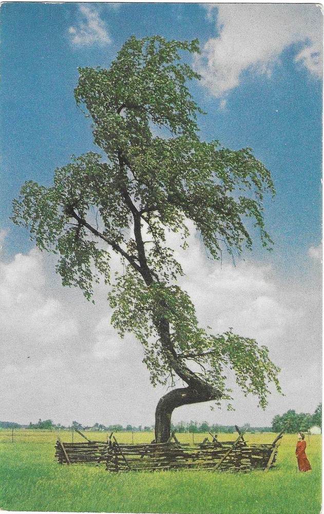 Vintage Ohio Chrome Postcard Indian Trail Marker Elm Tree Standard Oil