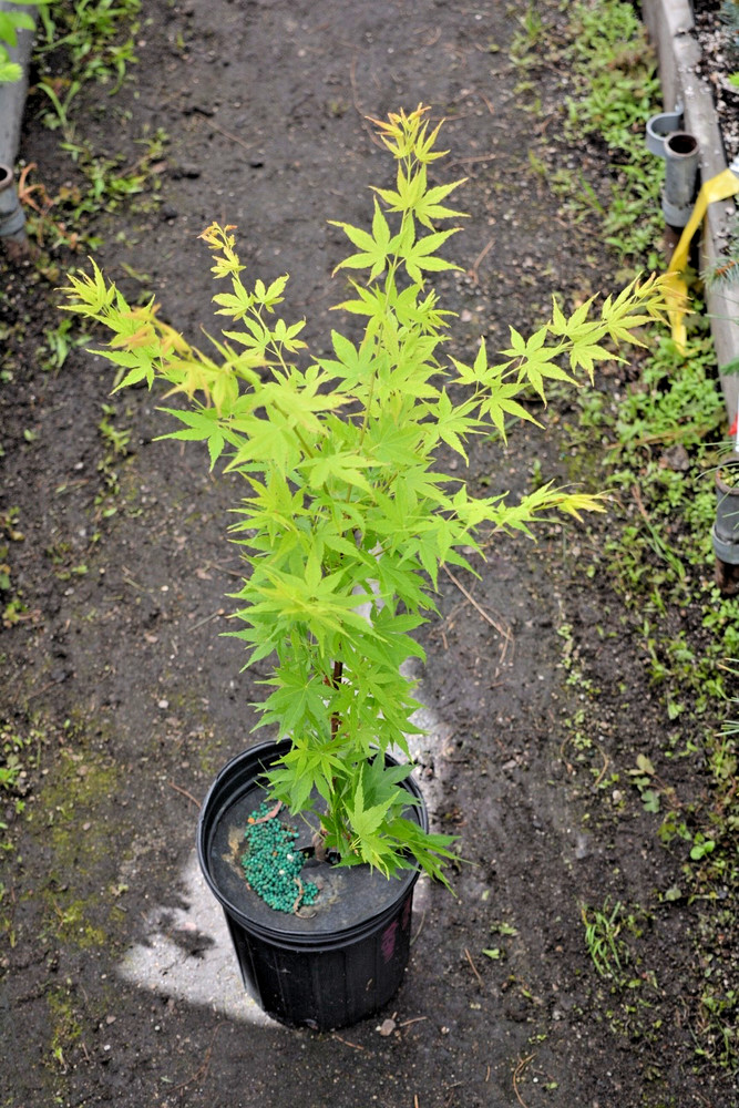 Acer palmatum 'Masu kagami' Rare Colorful Japanese Maple 1gal-image