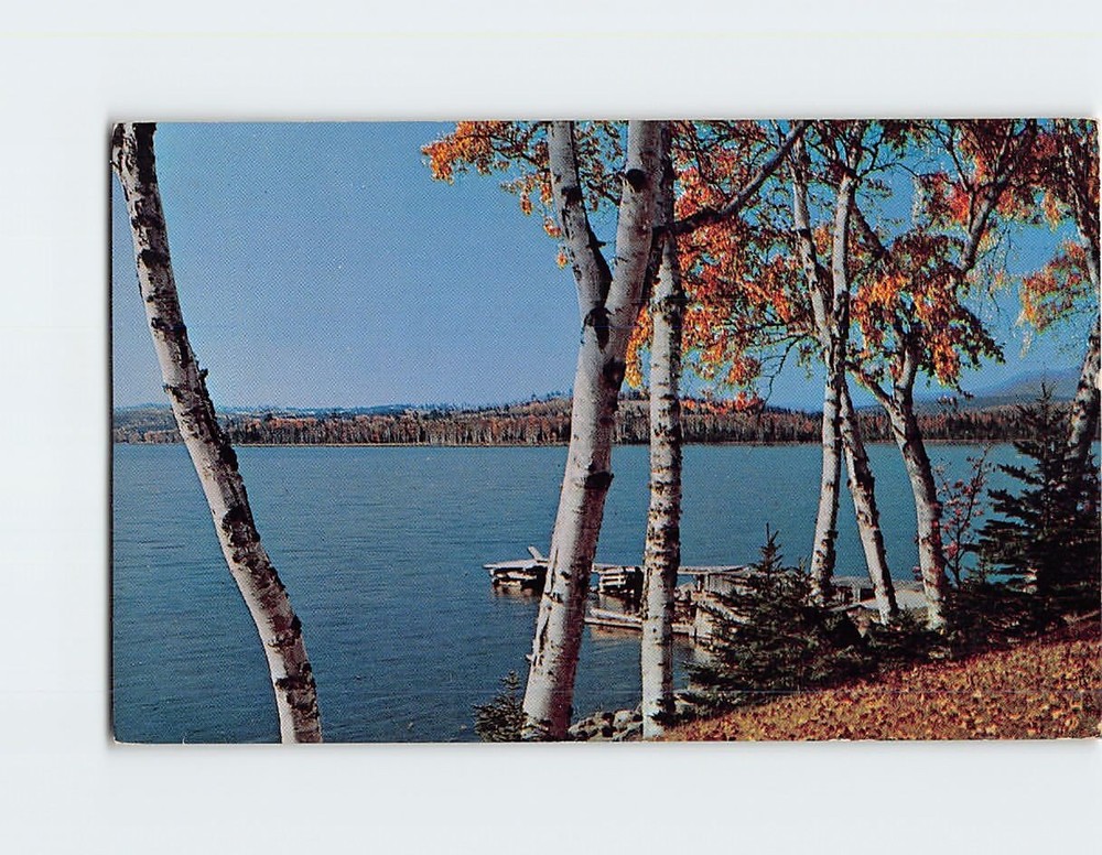 Postcard The Pine Tree State Maine