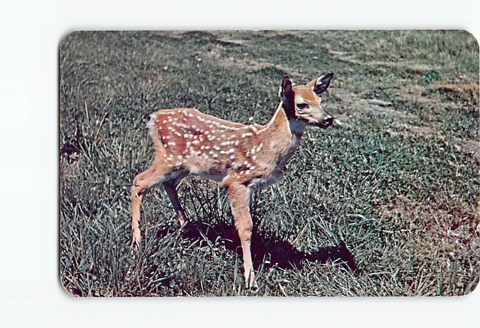 Postcard Fawn