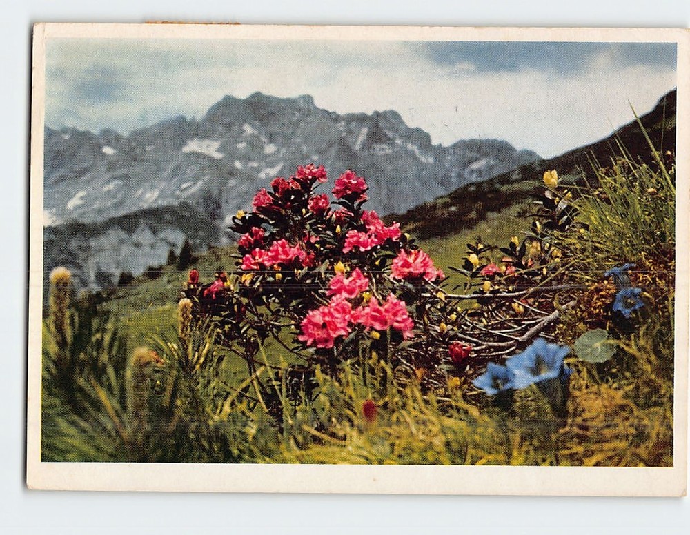 Postcard Alpenrose Rhododendron