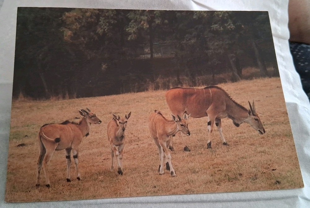 Eland Antelope Exotic Animal Paradise Winston Oregon Postcard