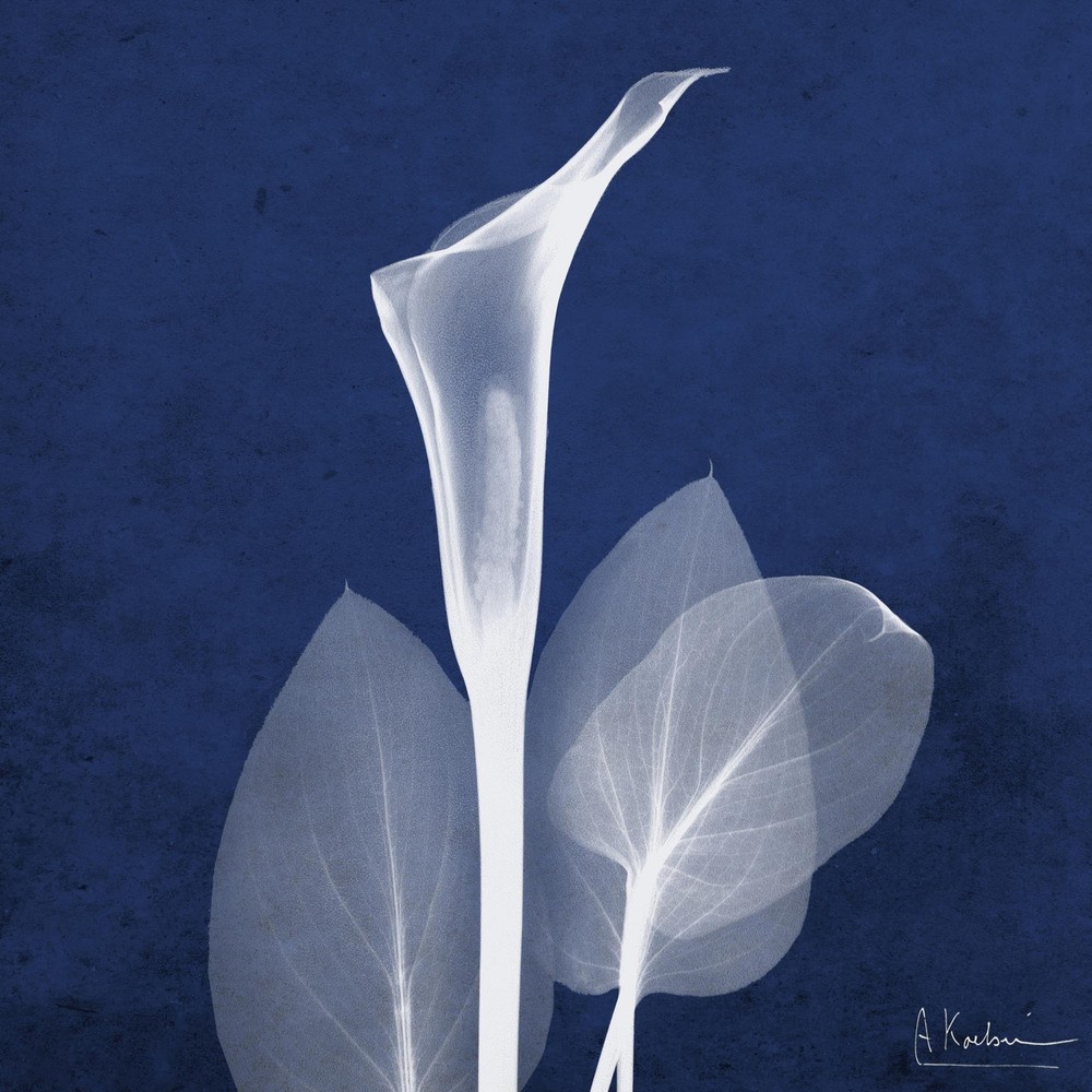 Wall Art Prints Indigo Calla Lily by Albert Koetsier, Botanical Decor, 16