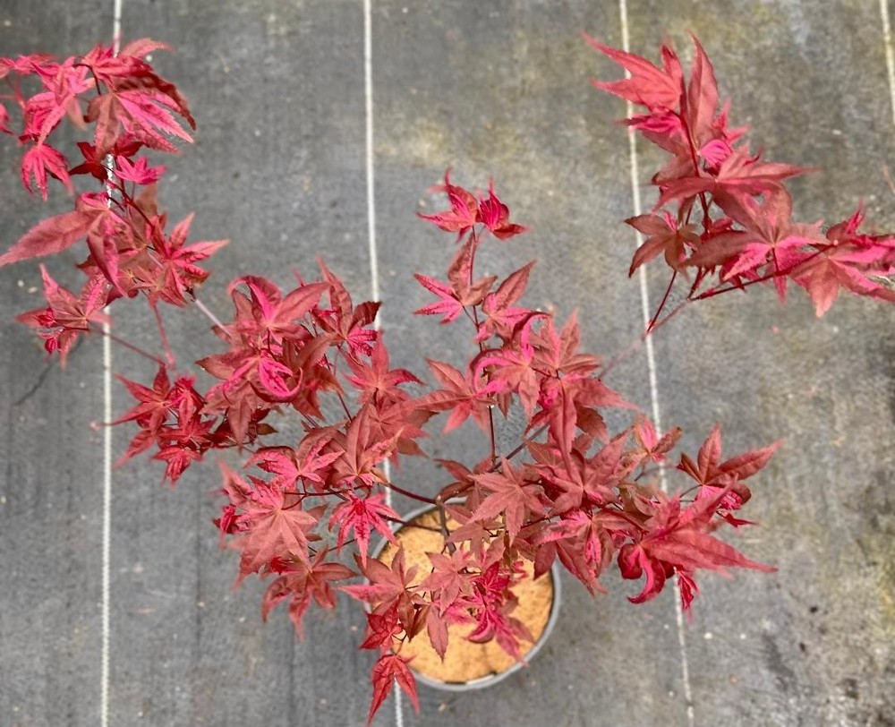 Acer palmatum 'Noel' (Noel Japanese Maple) Rare!-image