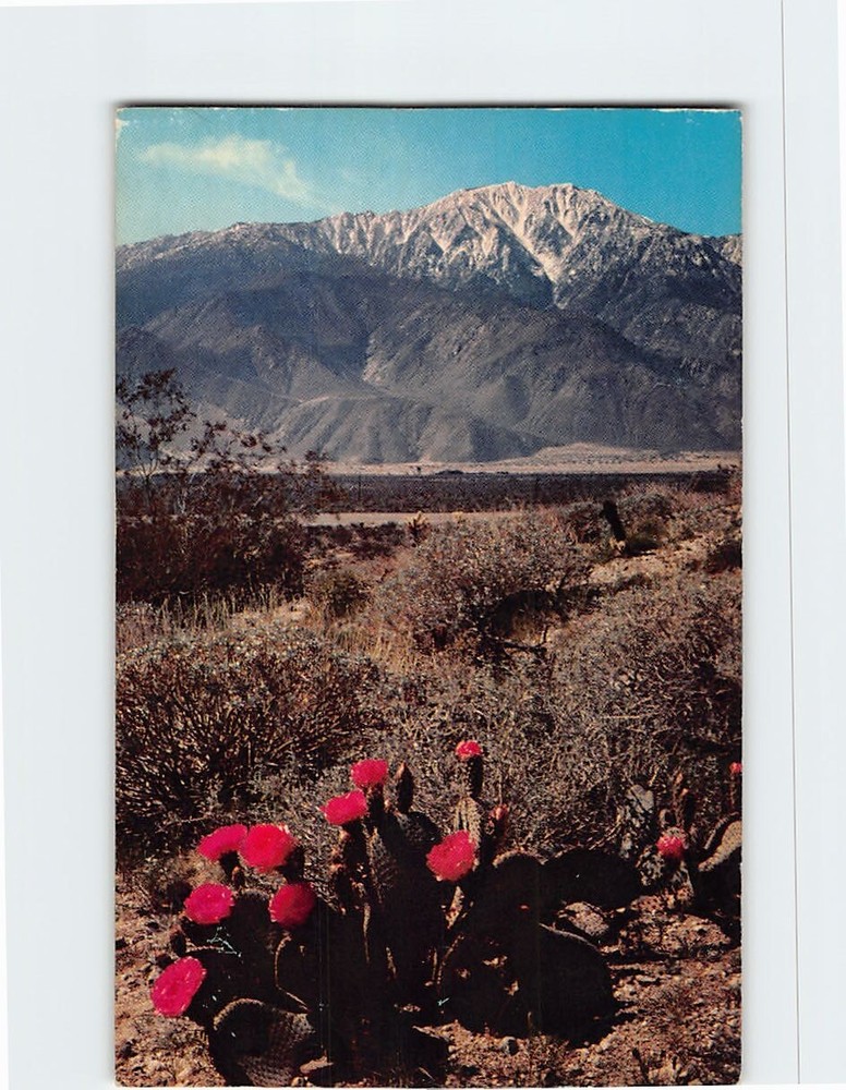 Postcard Gaudy Blossoms of Beavertail Cactus in the Desert Scene