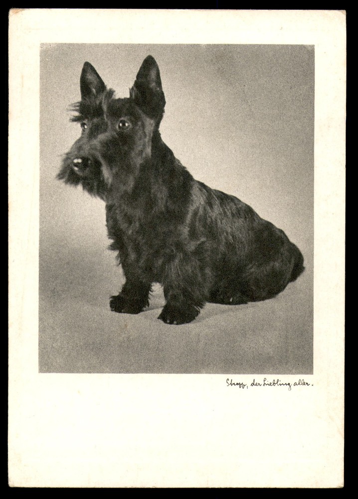 Postcard Black Scottish Terrier Sitting Portrait