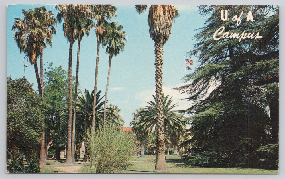 U of A Campus Tucson AZ University of Arizona Plastichrome Postcard Petley