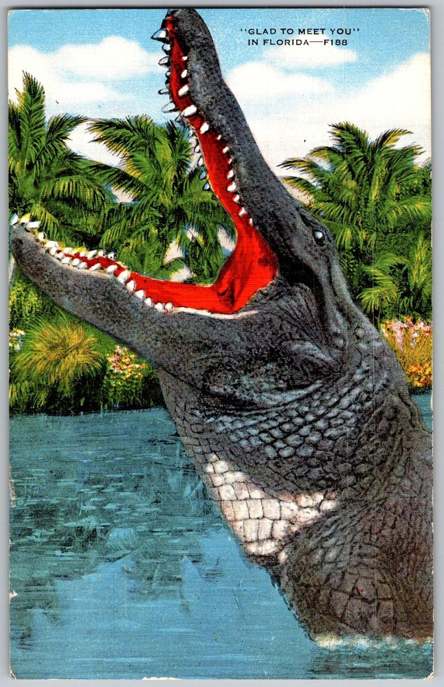 Vtg Linen Postcard Alligator Gaping Mouth Florida, US 1940s