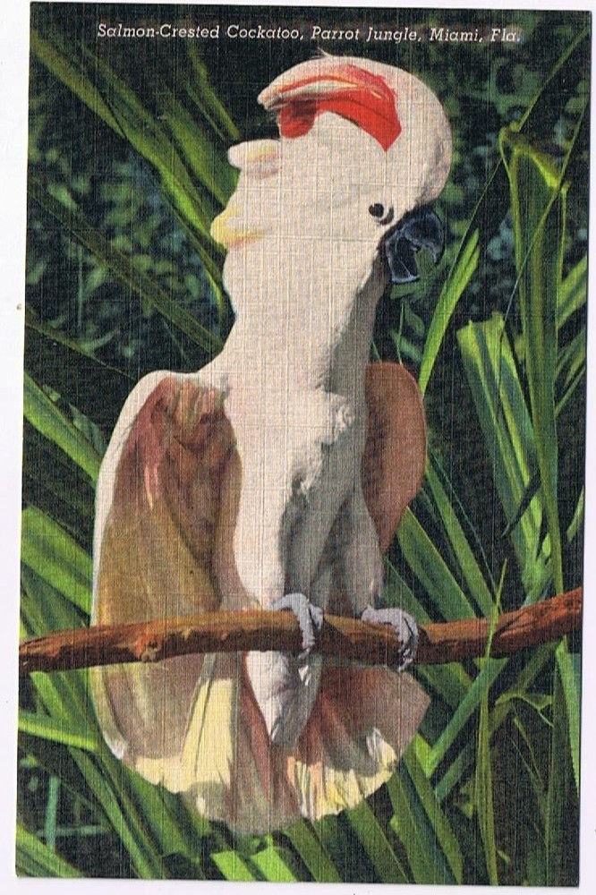 Florida Postcard Miami Parrot Jungle Salmon Crested Cockatoo