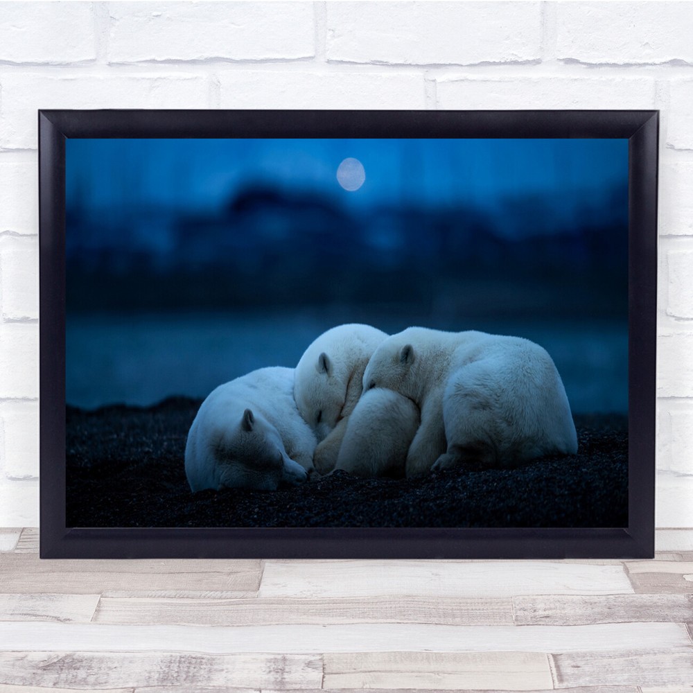 Blue Night Wildlife Nature polar bear cubs huddling sleep Wall Art Print