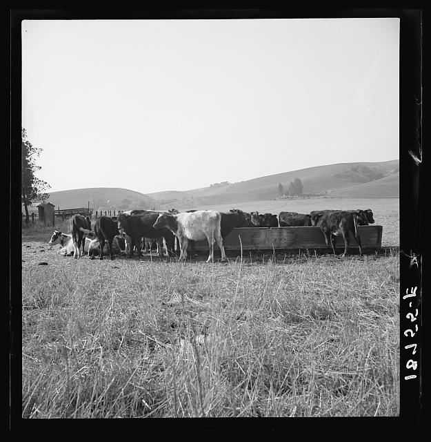 Photo:Contra Costa County California 1938 Cattle Feeding in Hills Pasture