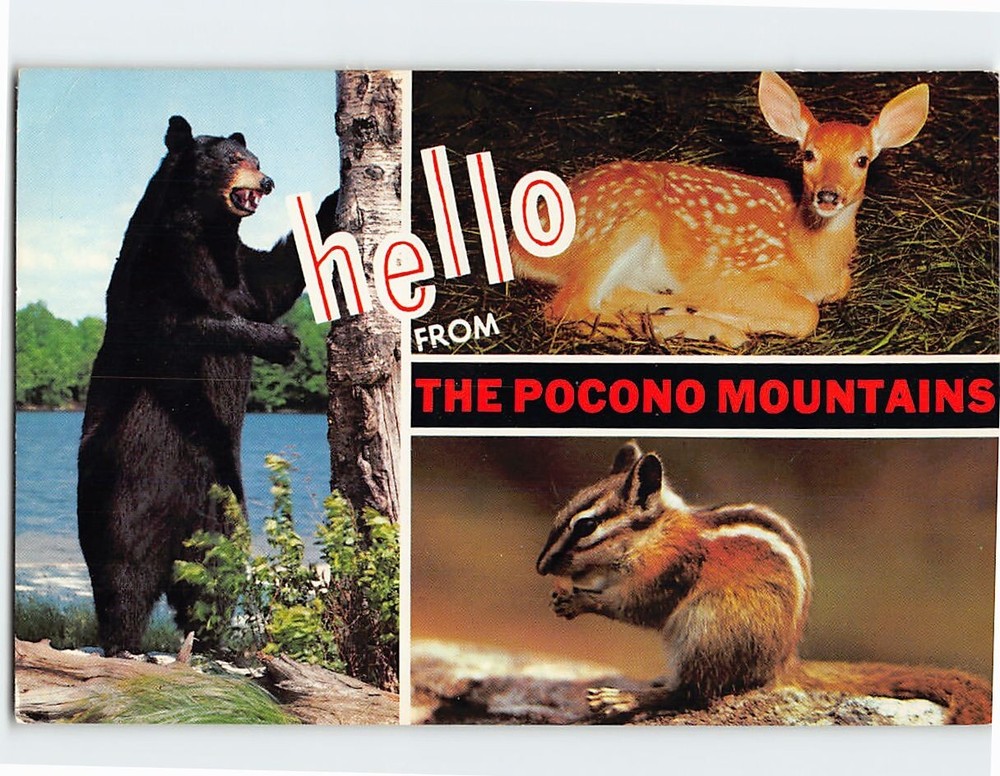 Postcard Hello From The Pocono Mountains Pennsylvania USA