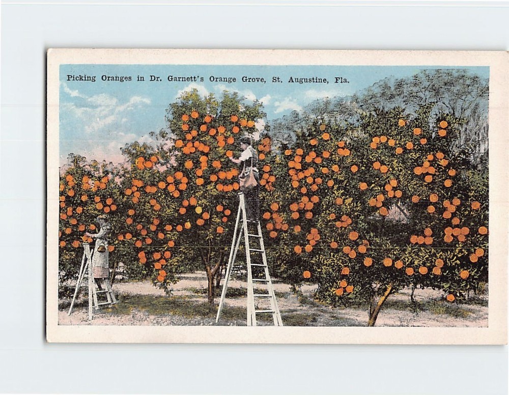 Postcard Picking Oranges in Dr. Garnett's Orange Grove St. Augustine USA