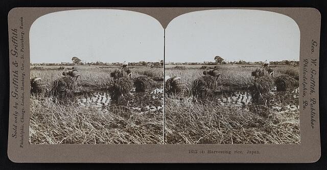 Photo:Harvesting rice, Japan 1905