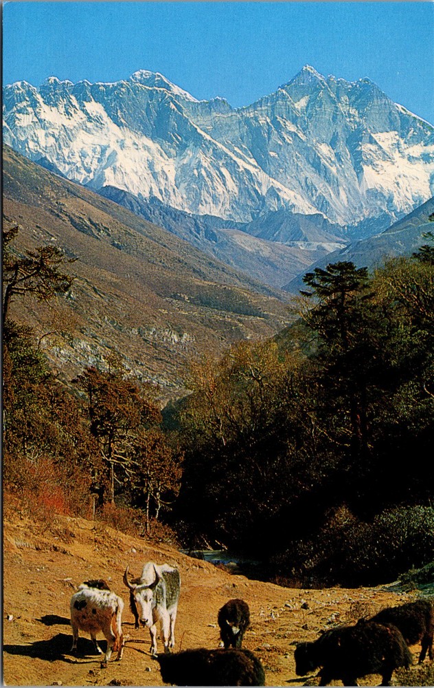 Postcard Nepal Mount Everest Lhotse Nuptse Snow Peaks & Yaks