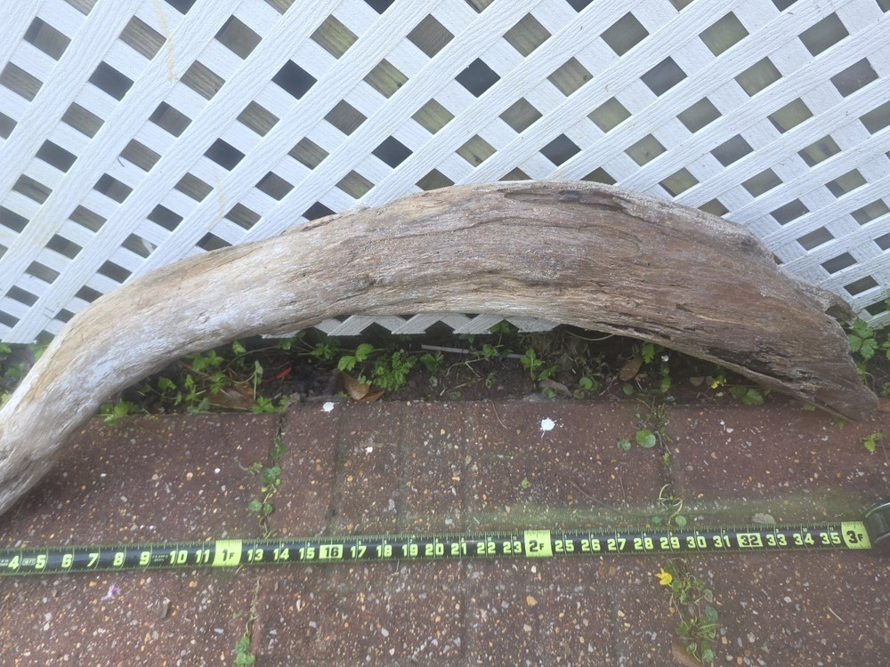 Large 35” Curved Gulf Driftwood – Aquarium Aquascape Arch Wood – Alabama Coast