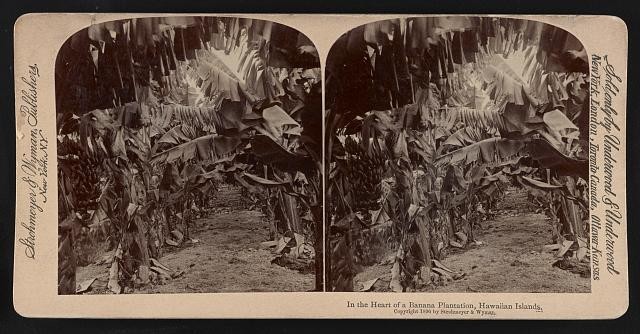 Photo:Hawaiian Islands 1896 Banana Plantation Stereoview Banana Grove