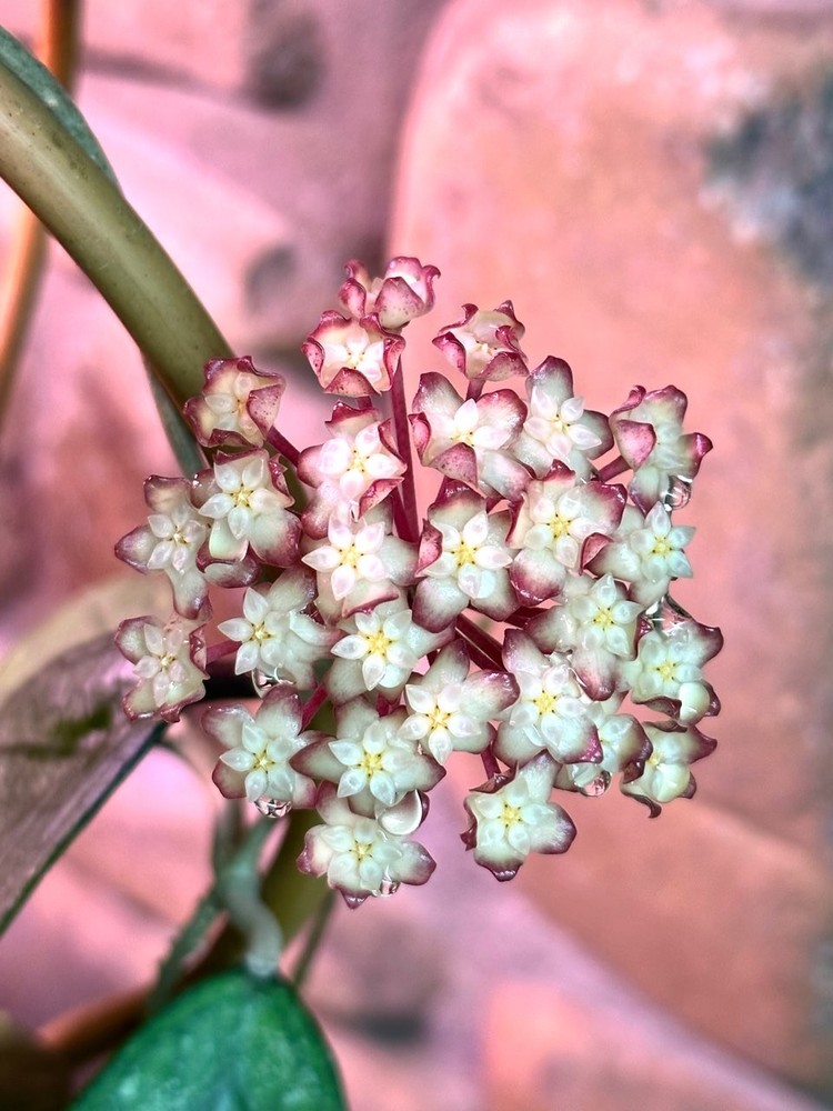 Hoya finlaysonii Classic Young Well Rooted Plant