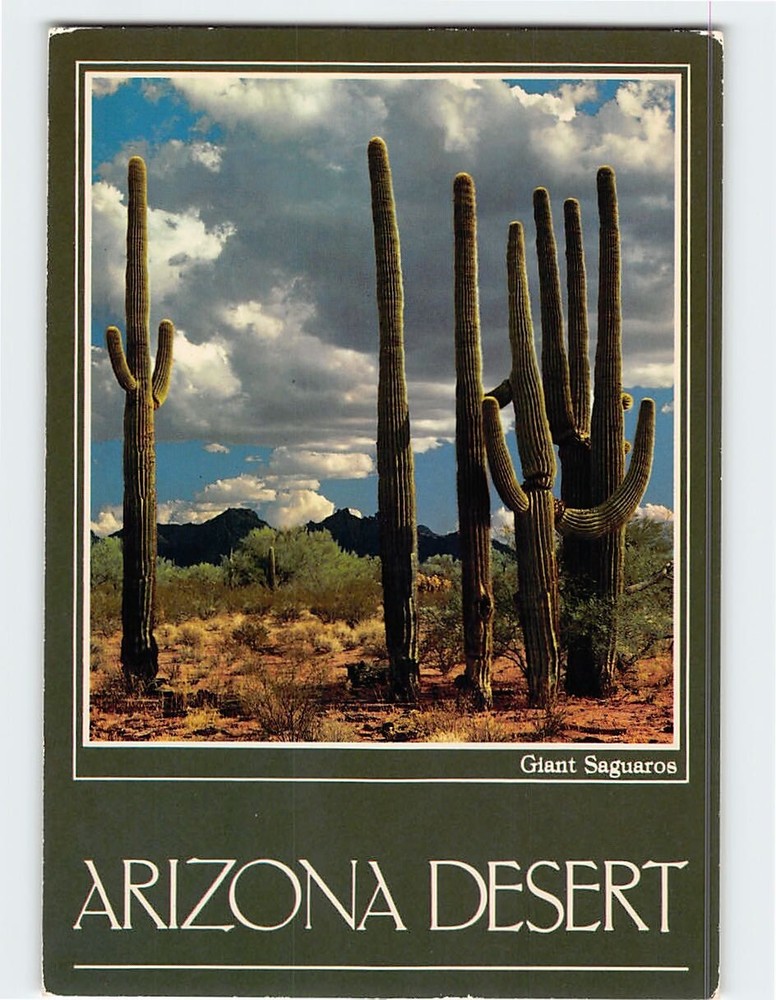 Postcard Giant Saguaros Arizona Desert Arizona USA