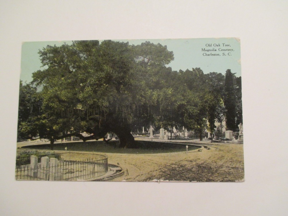 Charleston South Carolina Postcard Old Oak Tree Magnolia Cemetery 1910 SC